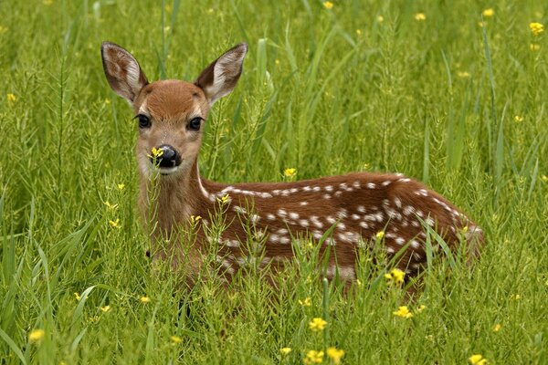 A fawn on the green steppe