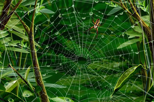 Araña en una tela de araña en el fondo de hojas verdes