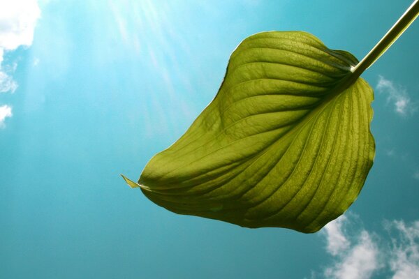 Green leaf on a clear sky background