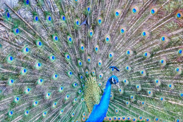 Coda di pavone grande e colorata