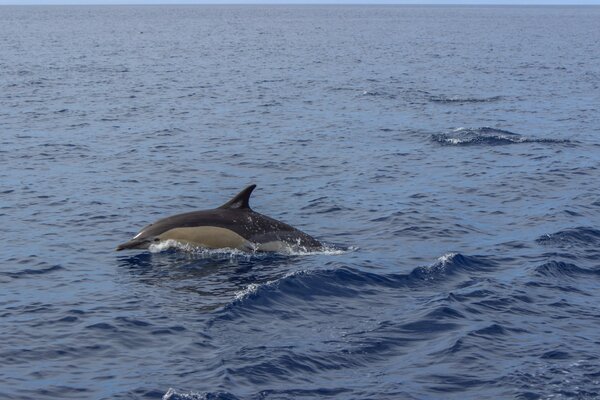 Dauphin parmi les vagues bleues