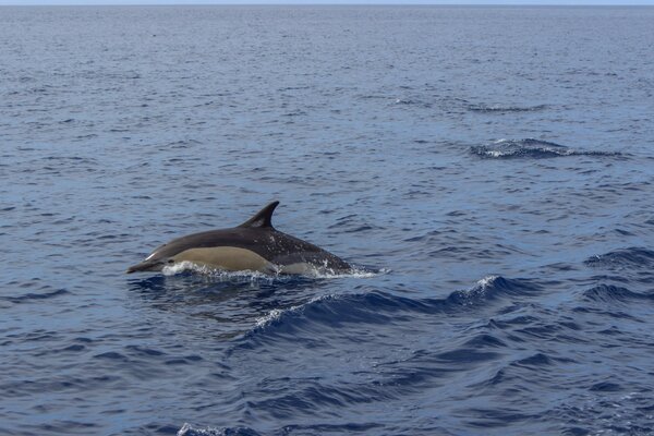 Дельфин среди синих волн