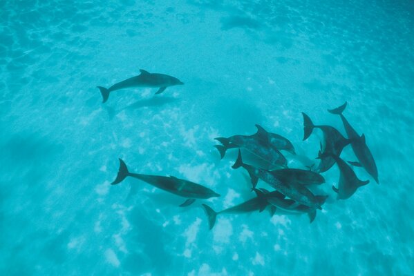 A flock of frolicking dolphins in shallow water