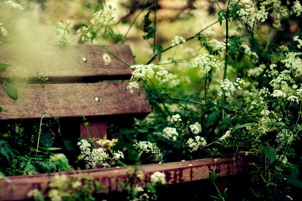 Banc confortable en bois dans la verdure