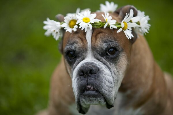 Netter Hund mit einem Gänseblümchen-Besen auf dem Kopf