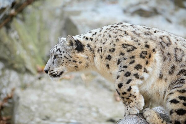 Wild cat leopard on the hunt