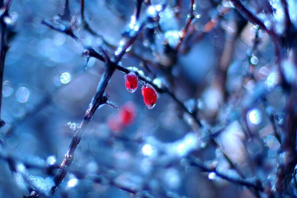 Gefrorene Tropfen auf roten Beeren