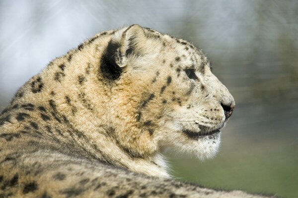 Perfil de gato leopardo salvaje