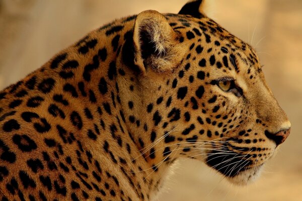 The attentive gaze of a wild leopard