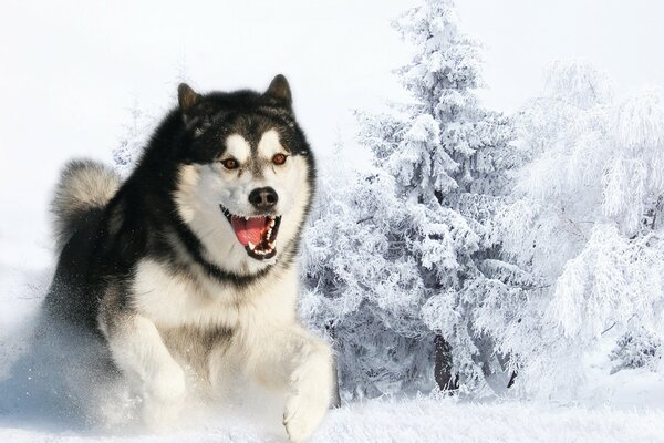 Husky con dientes en la nieve