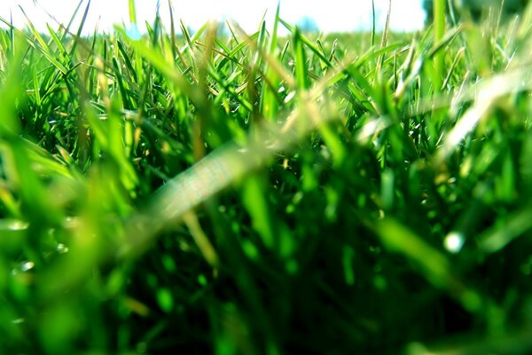 Green field, grass leaves