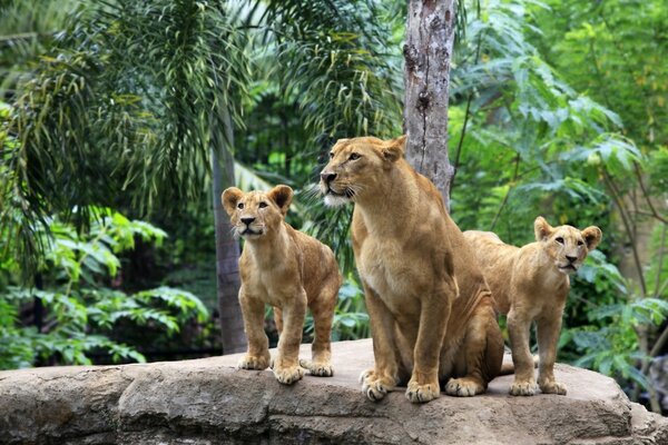 A pride of lionesses in the wild jungle, looking for prey