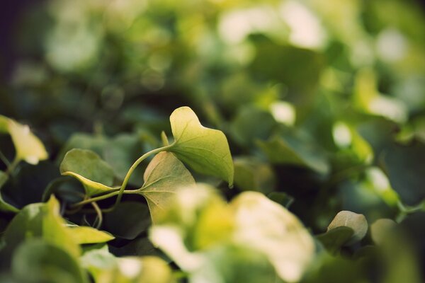 Green leaves on a blurry photo