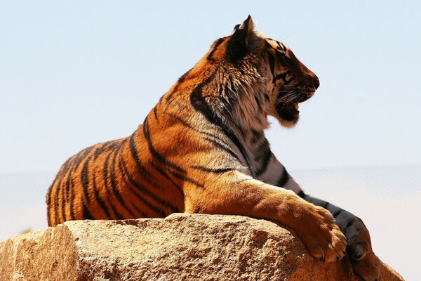 Le tigre se repose dans le profil