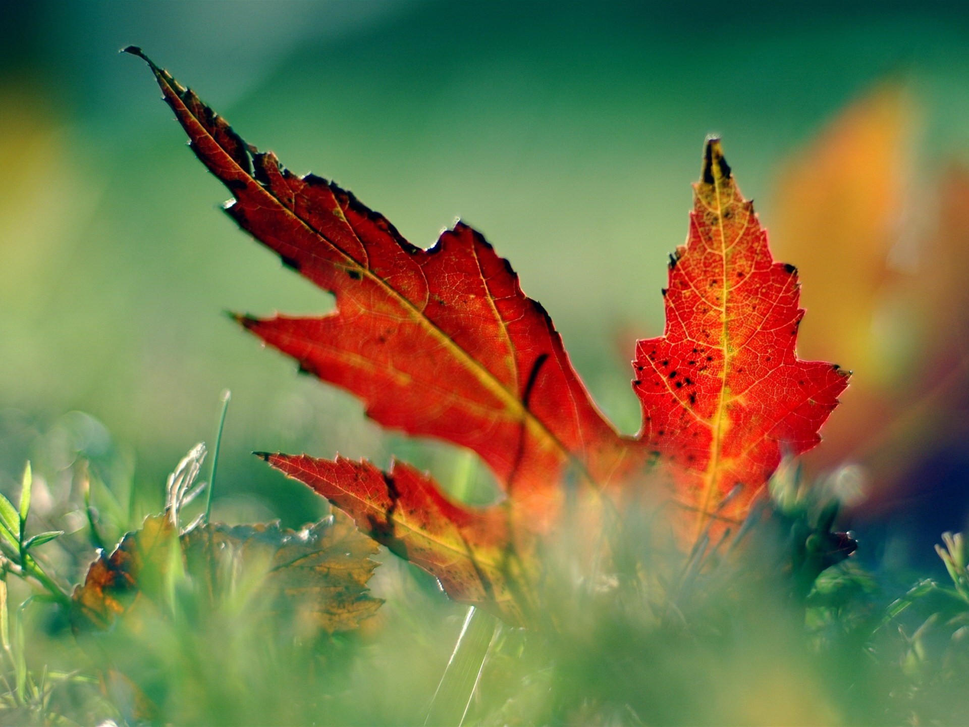 feuille herbe gros plan