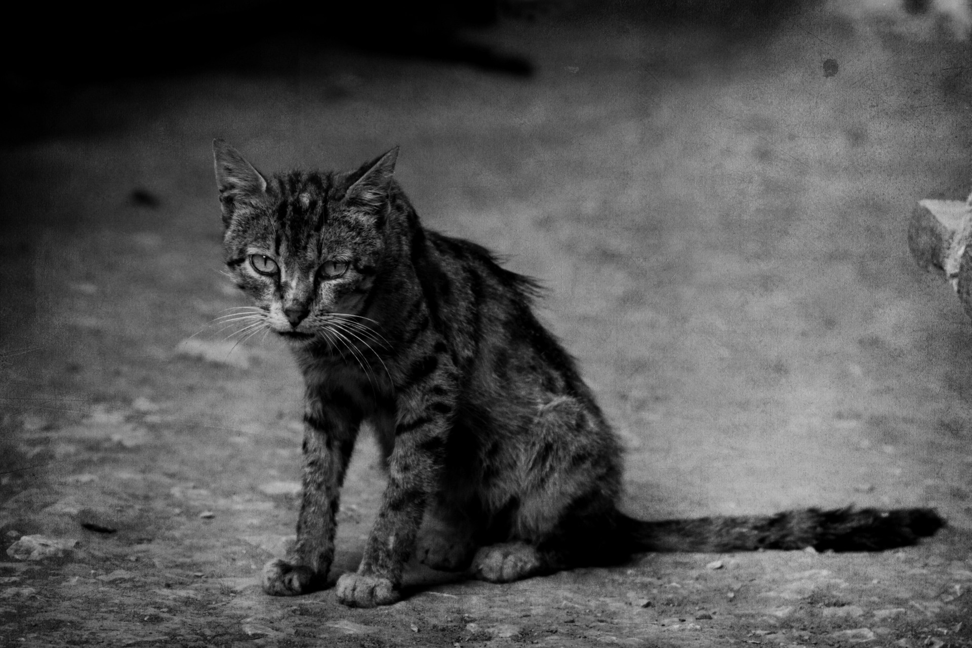 vagabundo desaliñado triste gato