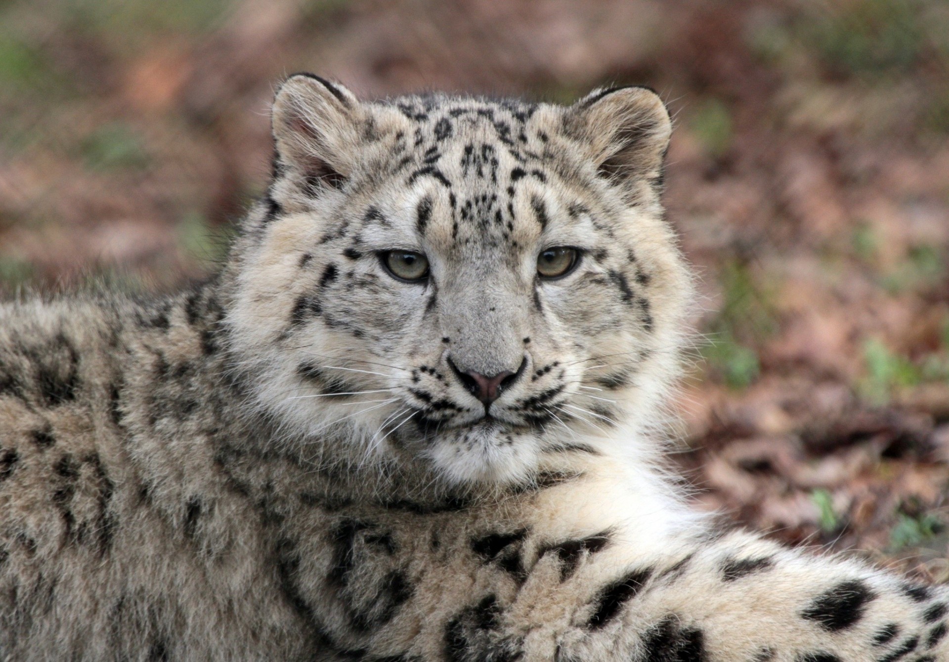 dientes cachorro bestia gato salvaje leopardo