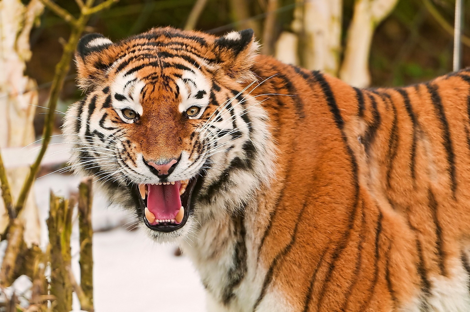 zähne schnurrbart spaß blick amur-tiger tiger tiere