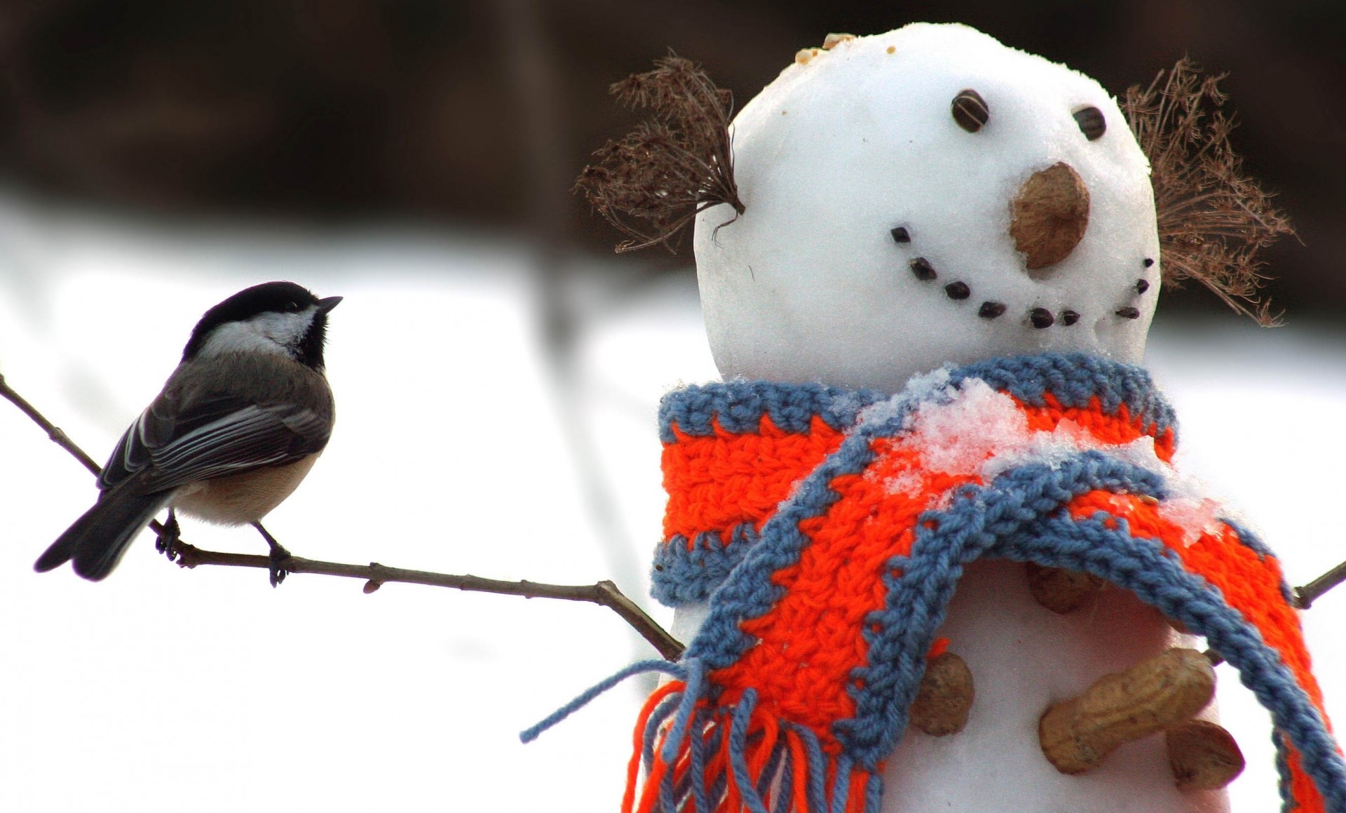 zweige vögel schneemann meise schnee schal winter