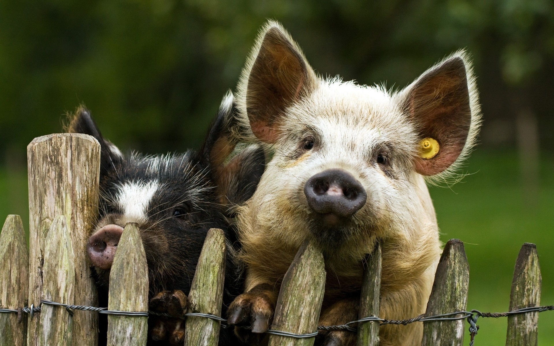 fence the pair piglet