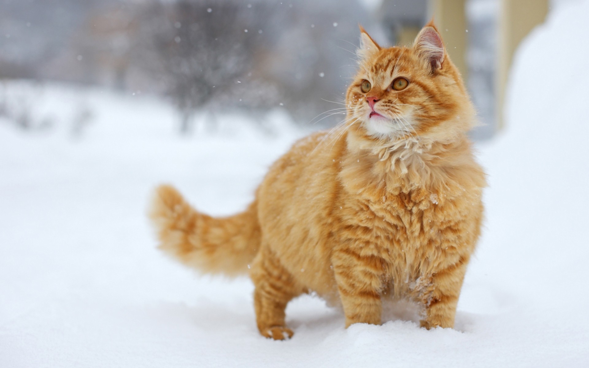 rosso neve inverno gatto