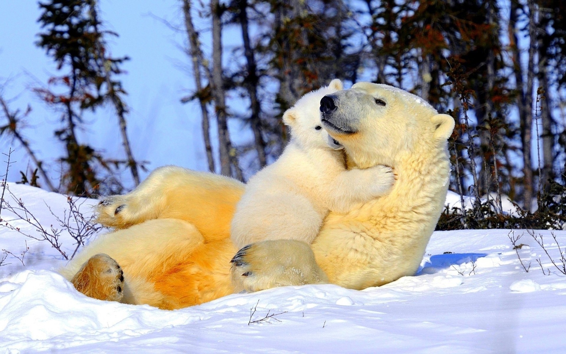 natur norden eisbär zärtlichkeit schnee kinder eltern winter