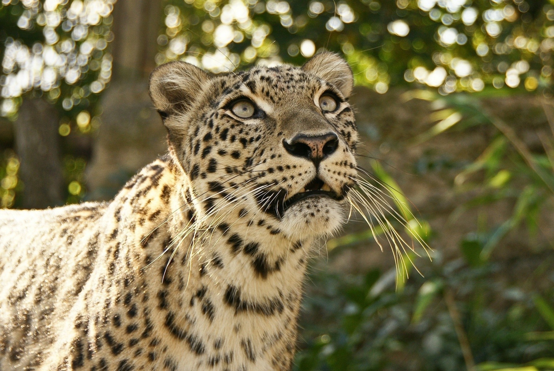 teeth wild cat leopard