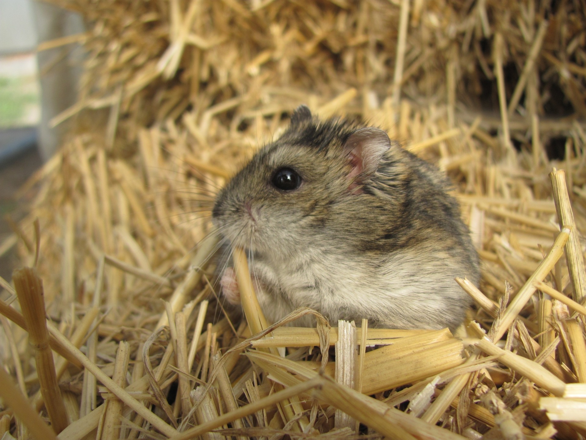 hamster enfant herbe sciure de bois