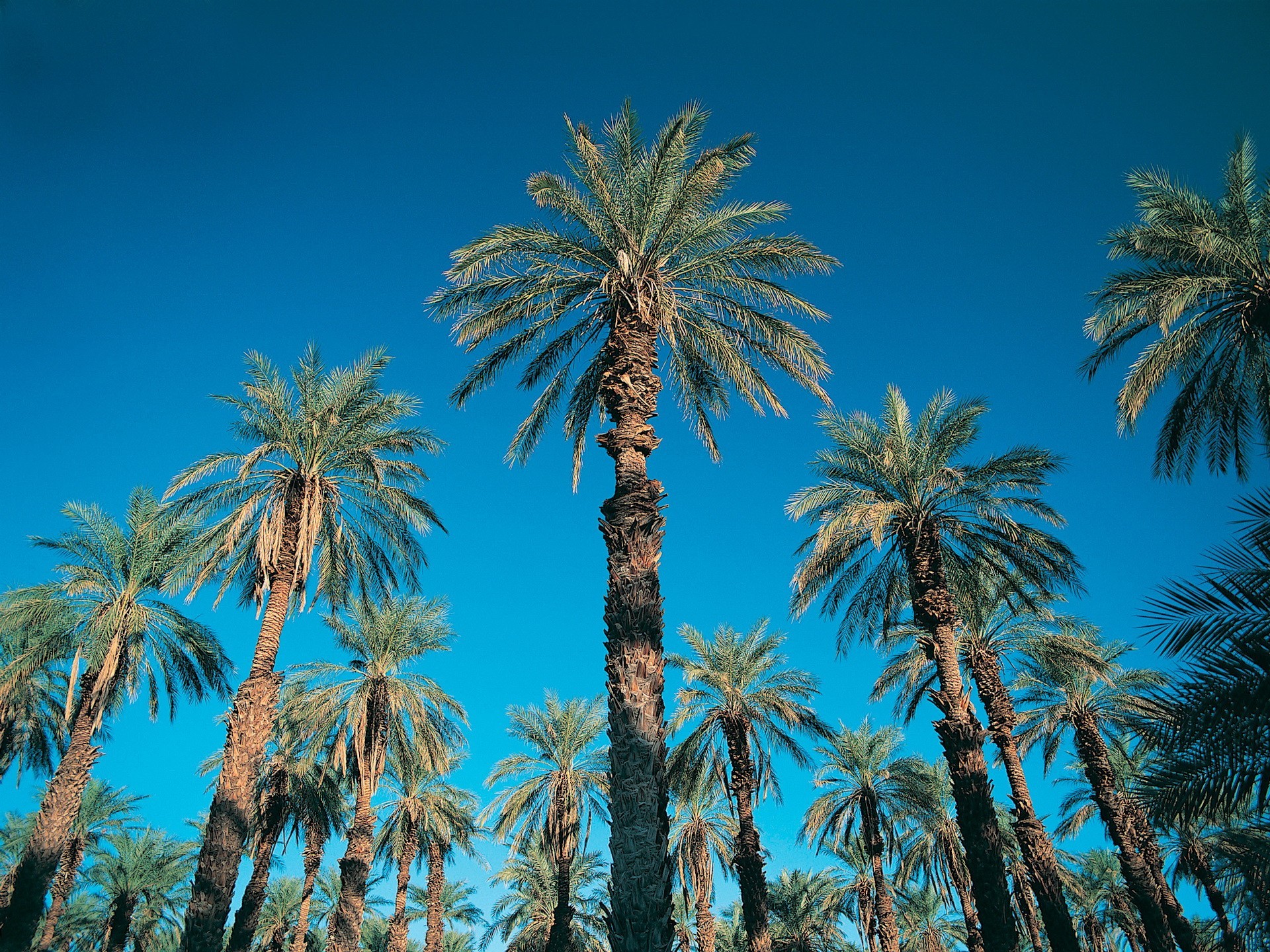 palmeras cielo azul