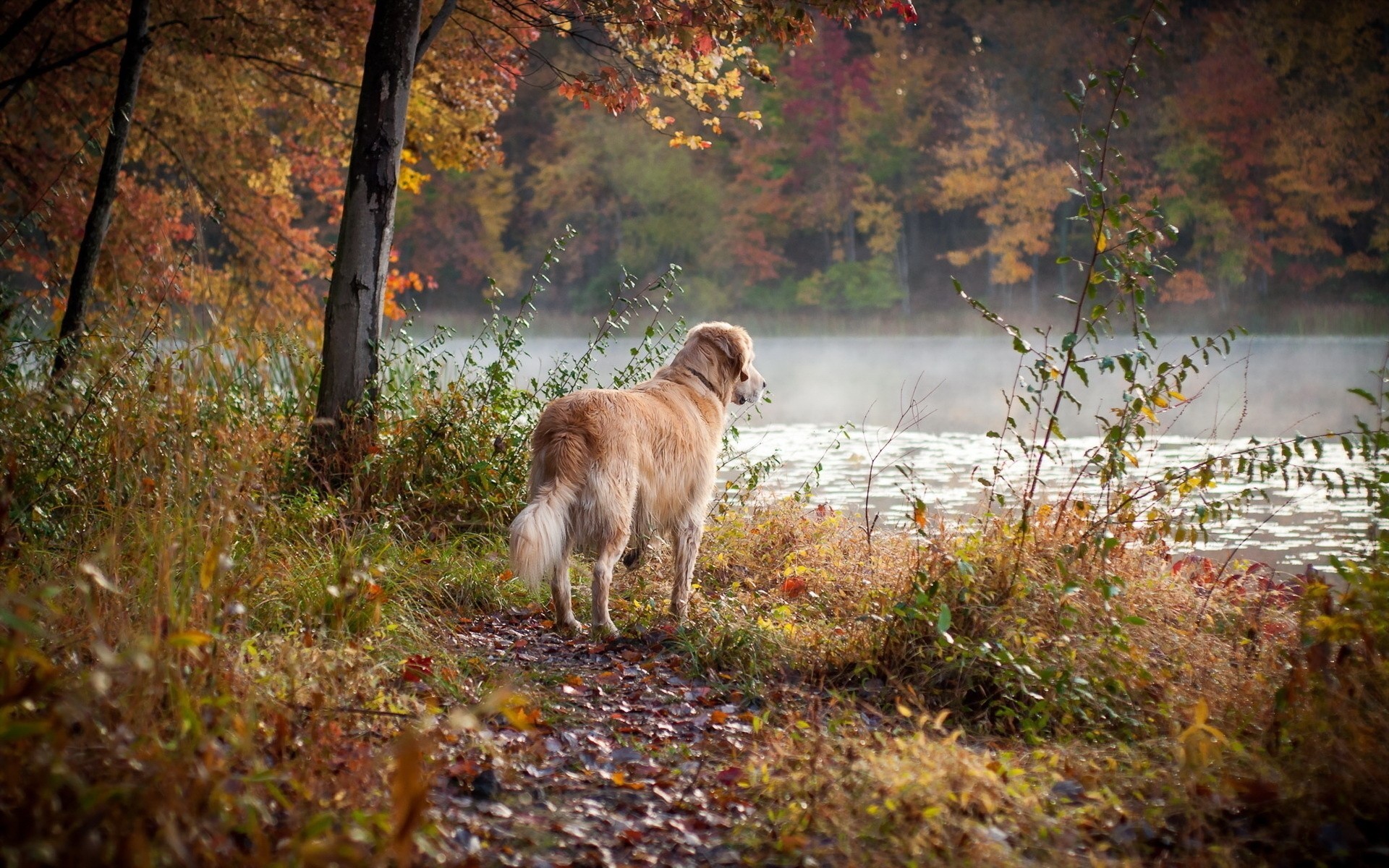 otoño perro amigo