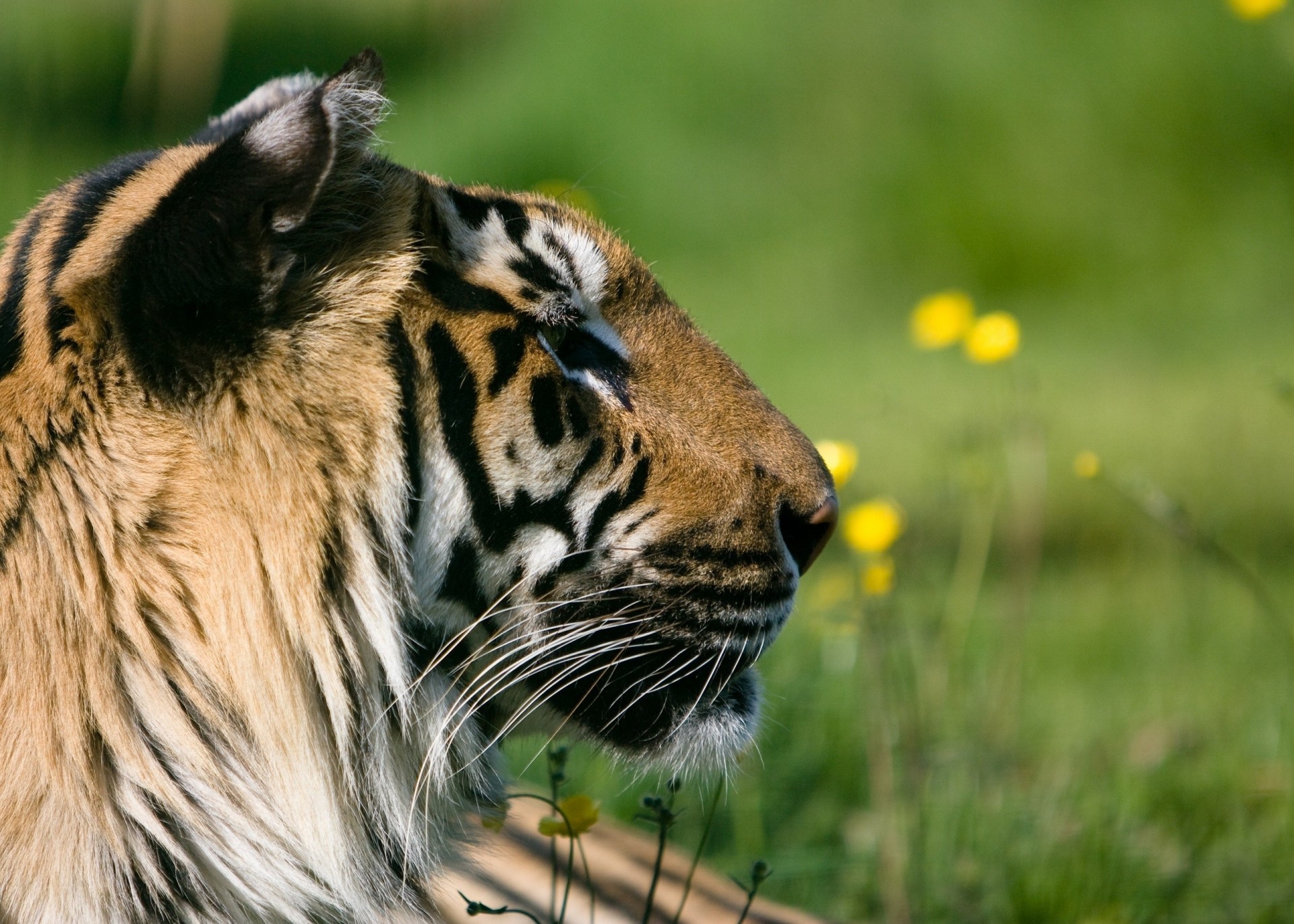 wildkatze profil ruhe zähne tiger