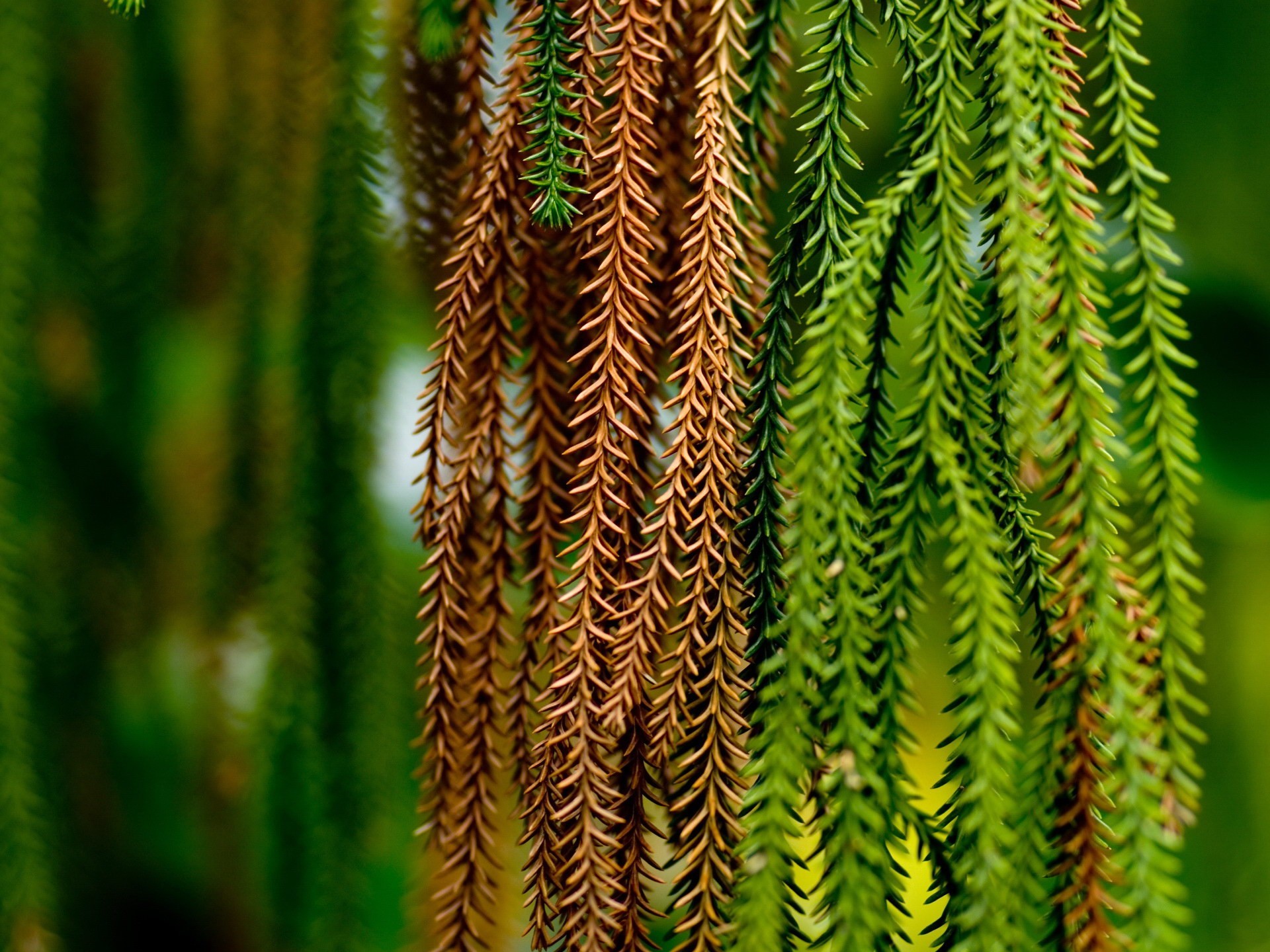 green thorn branche