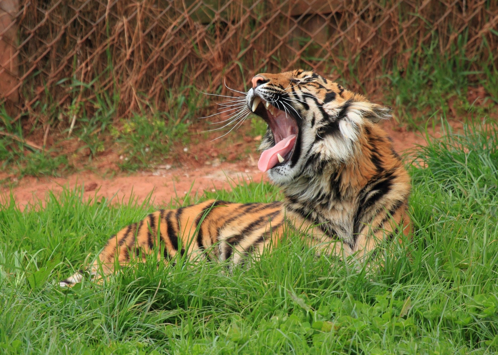 boca gato salvaje bostezos tigre