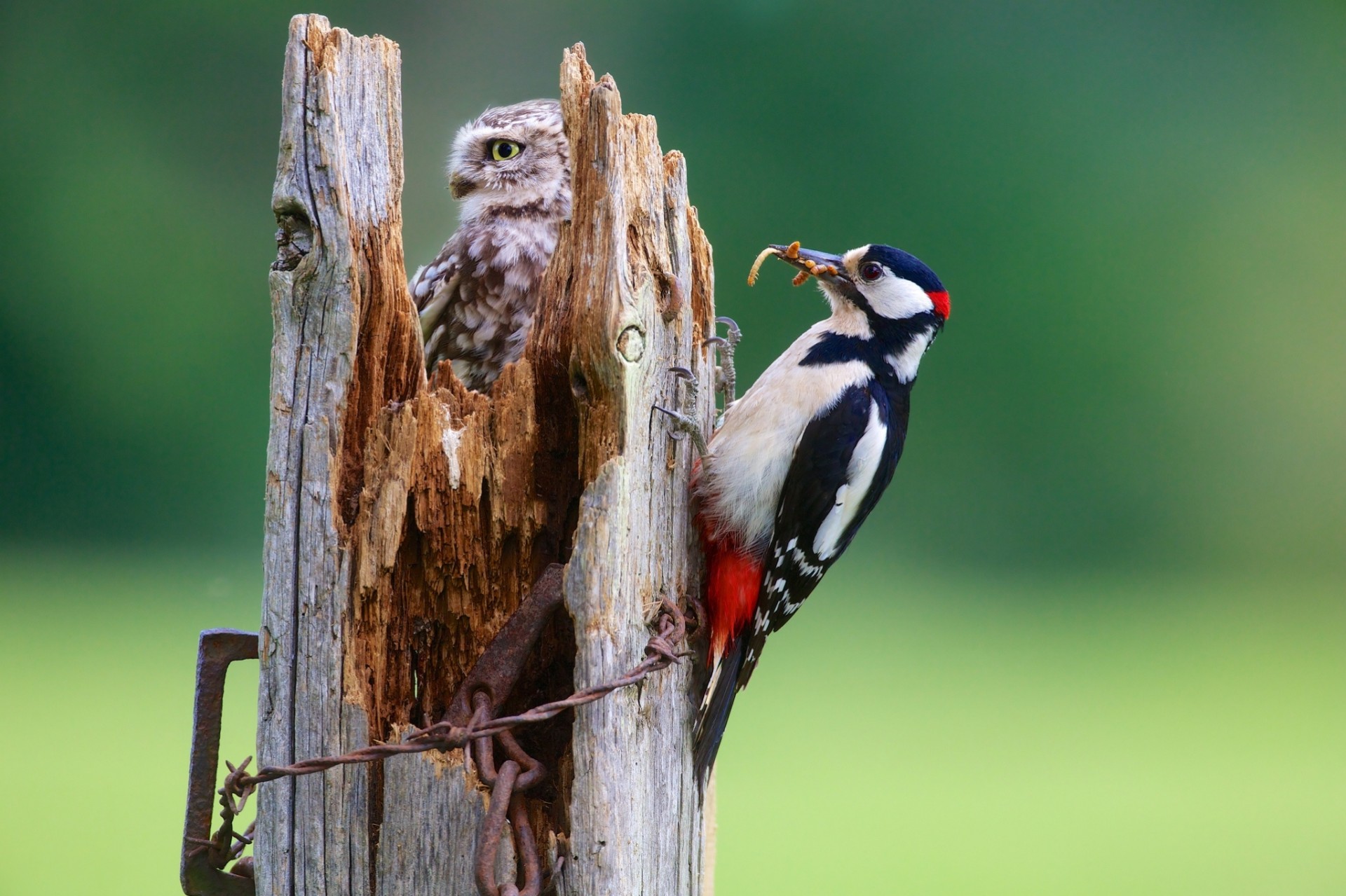 birds woodpecker owl