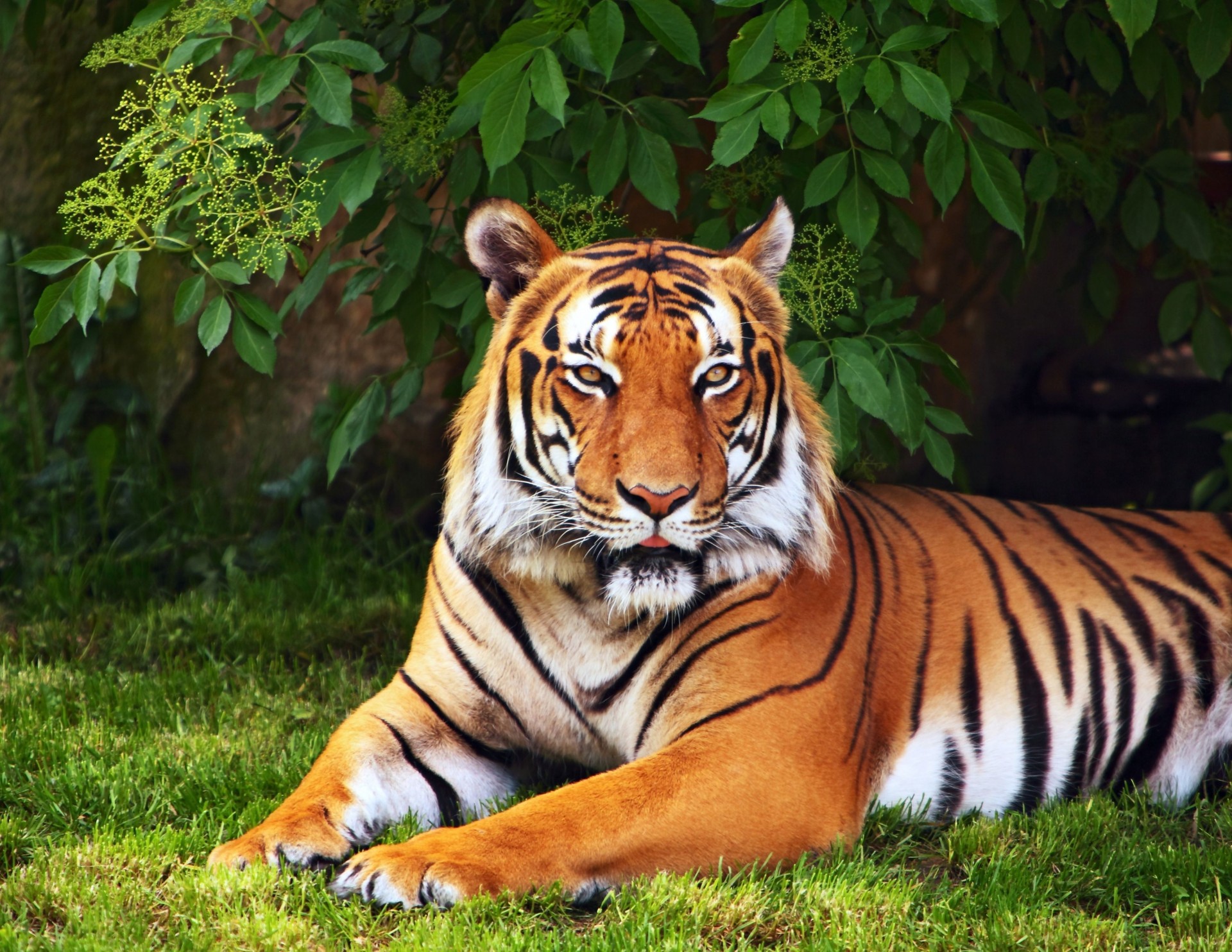 heet widescreen full screen green tree grass wallpaper background animals tiger