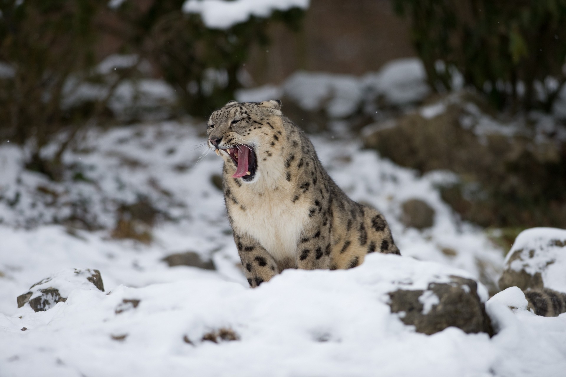 chat sauvage bête bâillements léopard