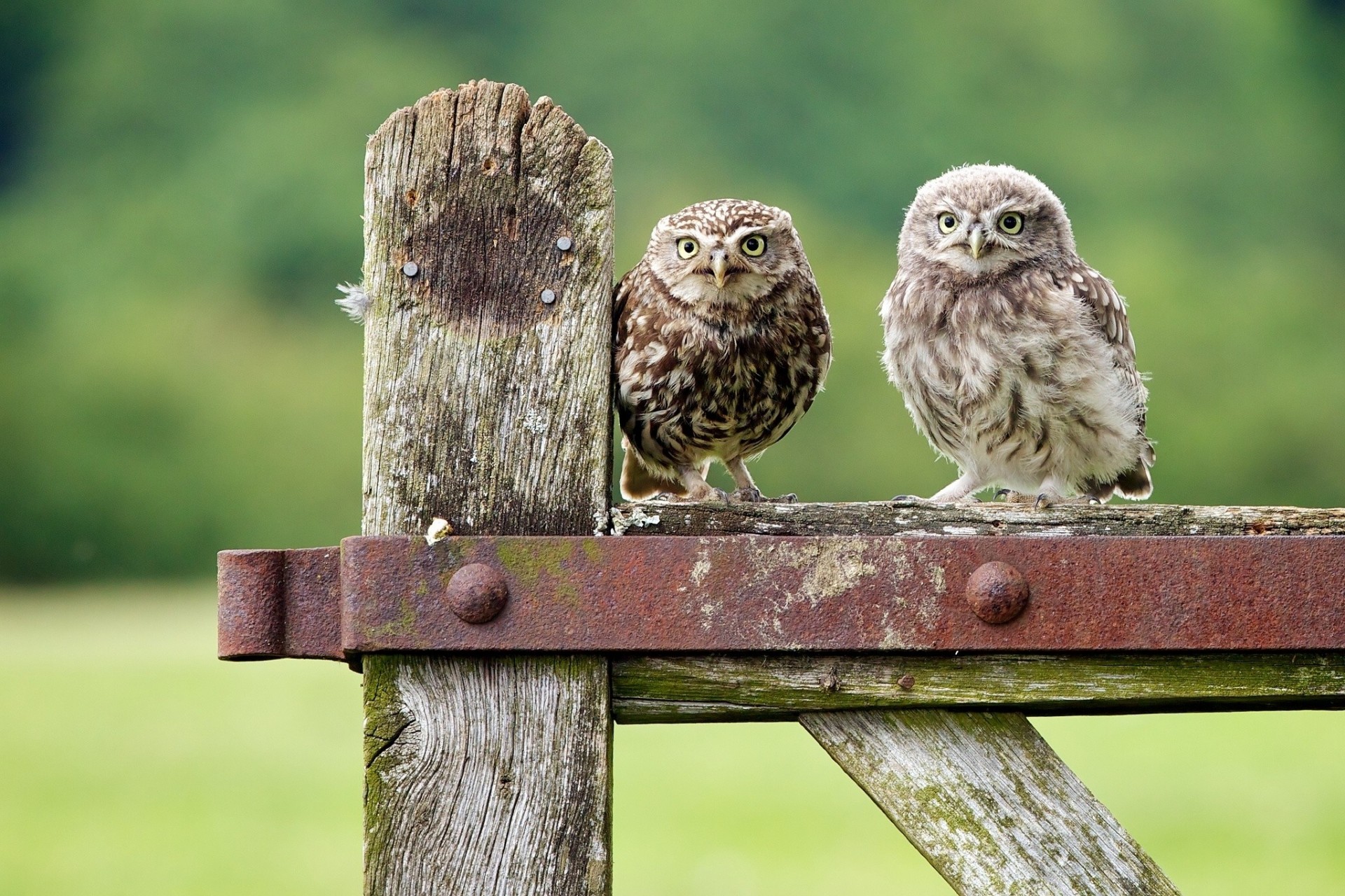 chick owl