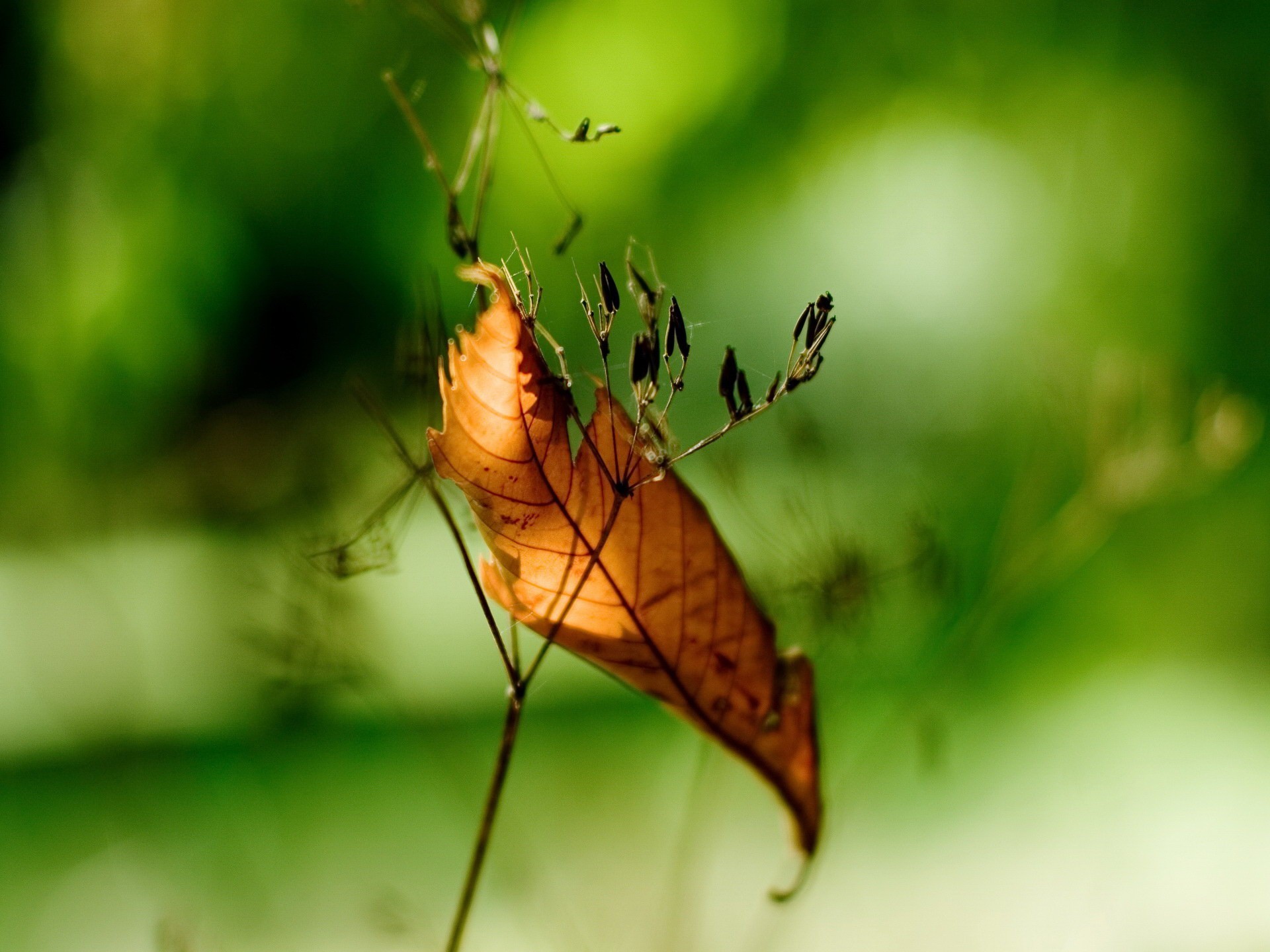 blatt zweig grüns