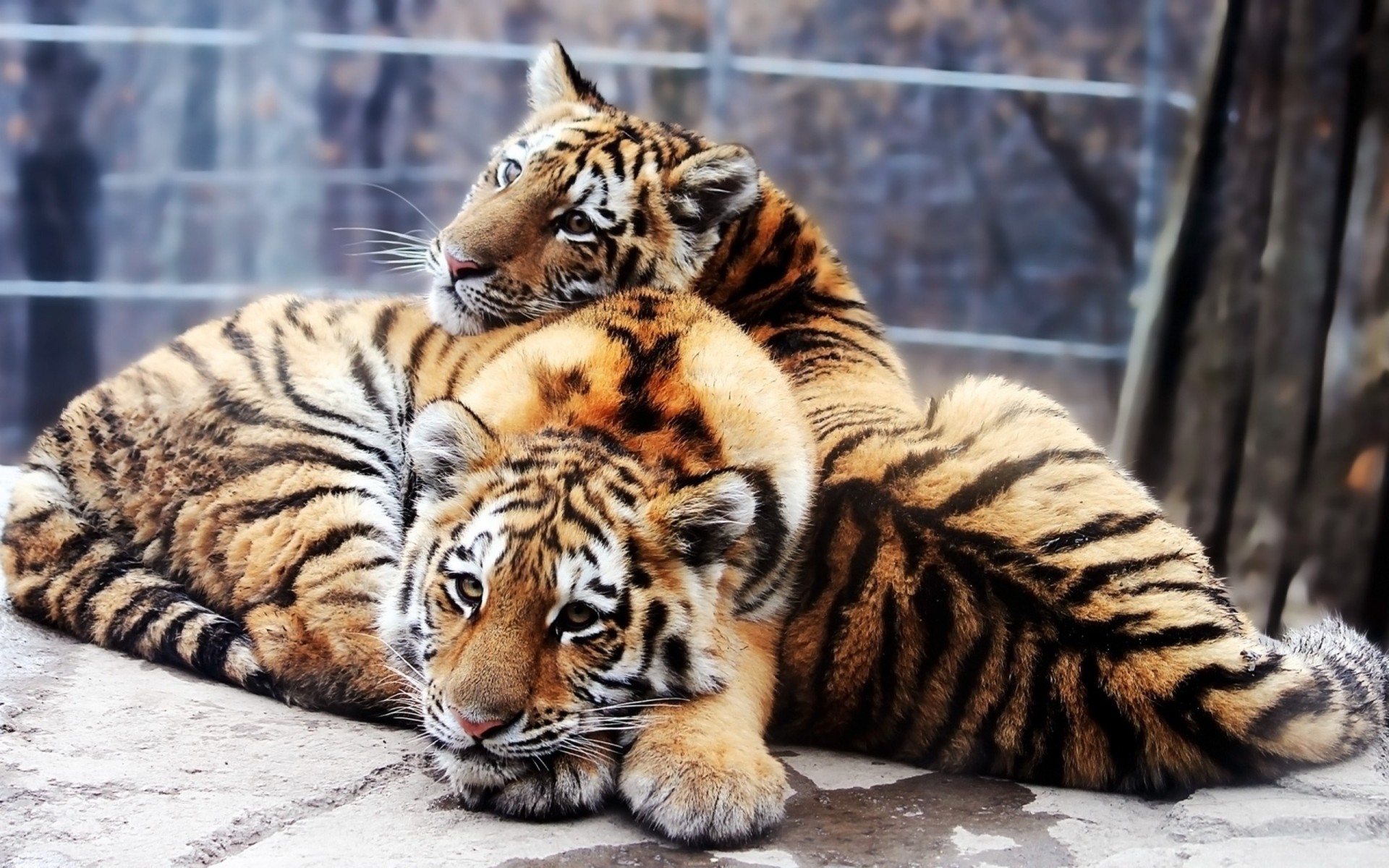 tendresse tigres tigres prédateurs couple