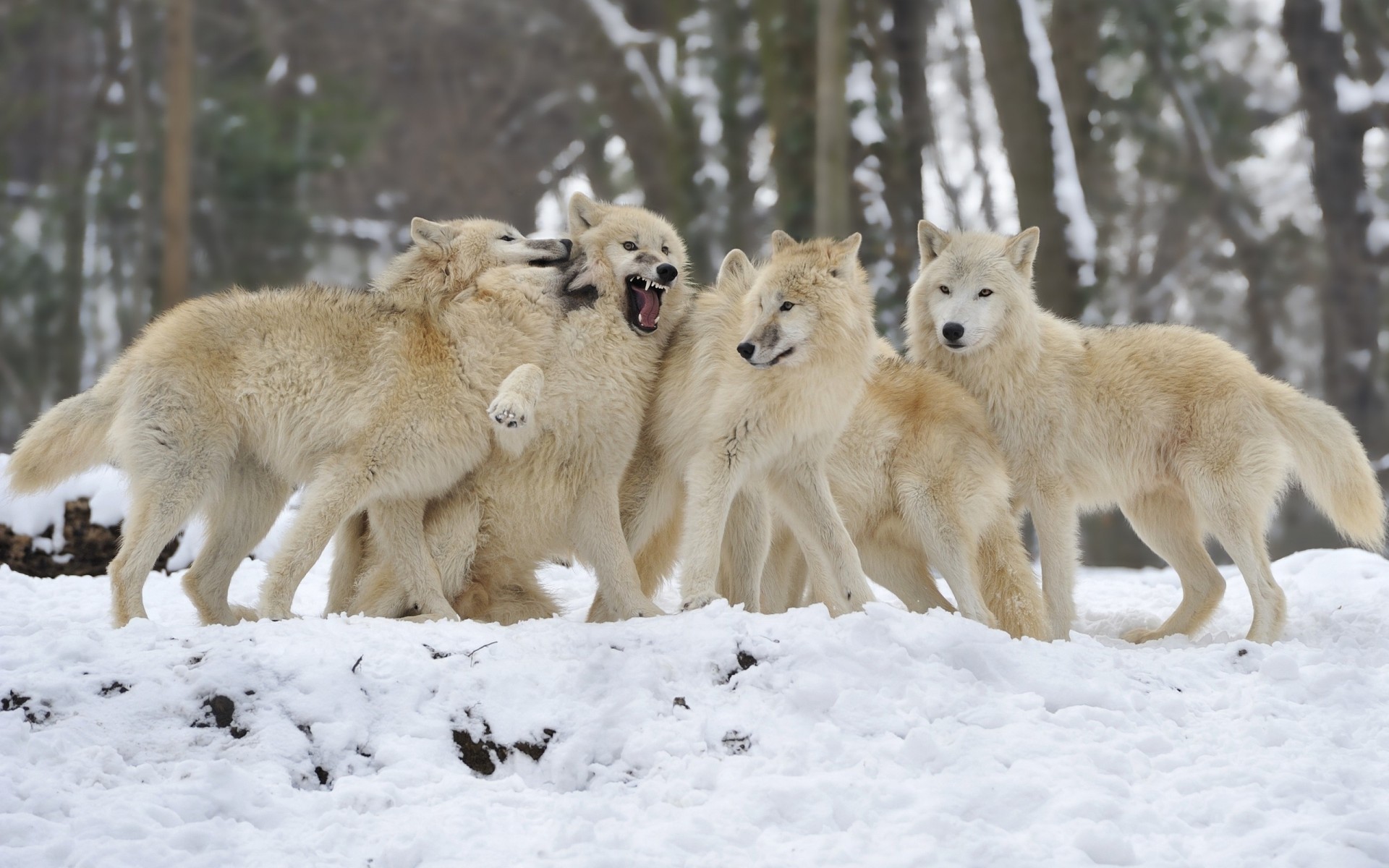 neve cani lupi coppia