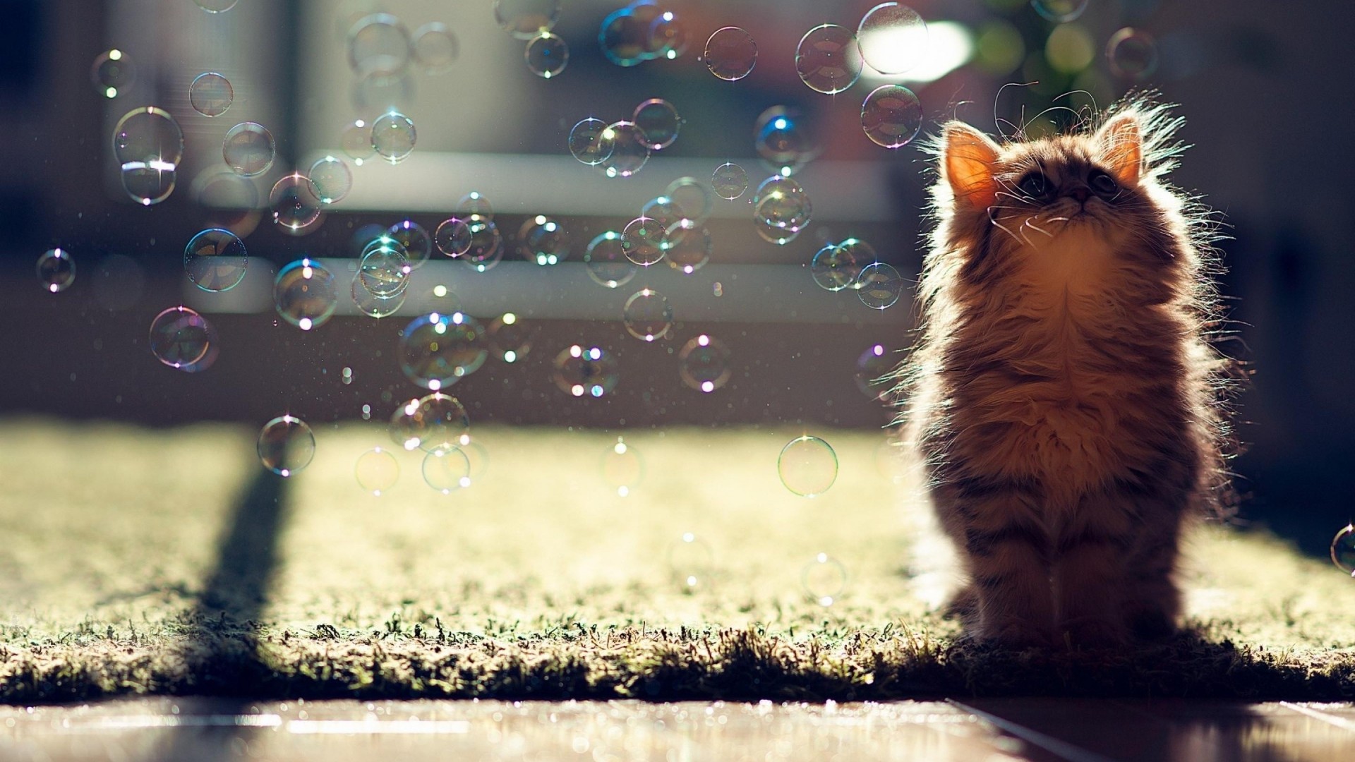 bubbles cat