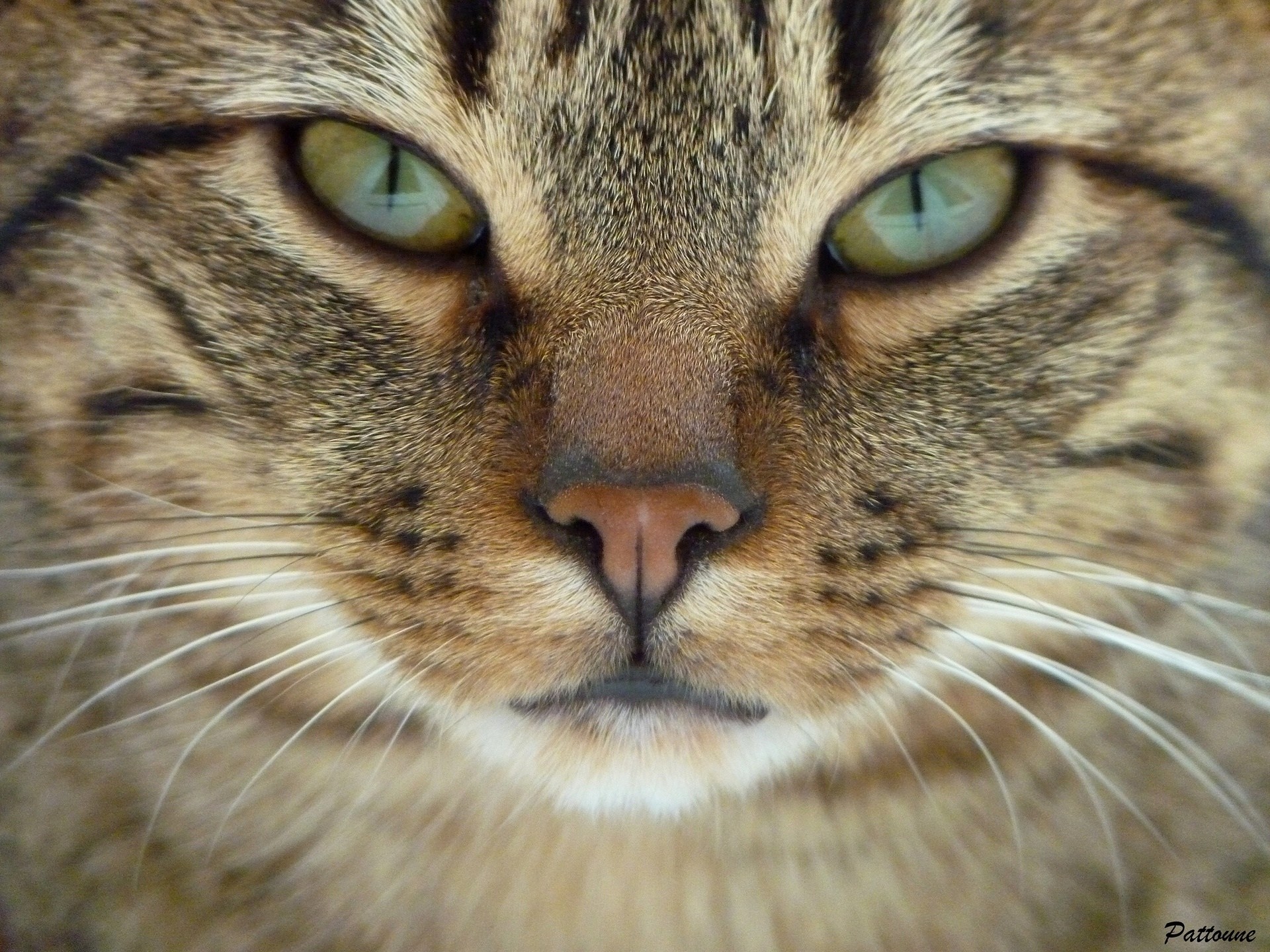 Кошачий. Морда кота. Морды котов. Кот взгляд. Глаза кошки.