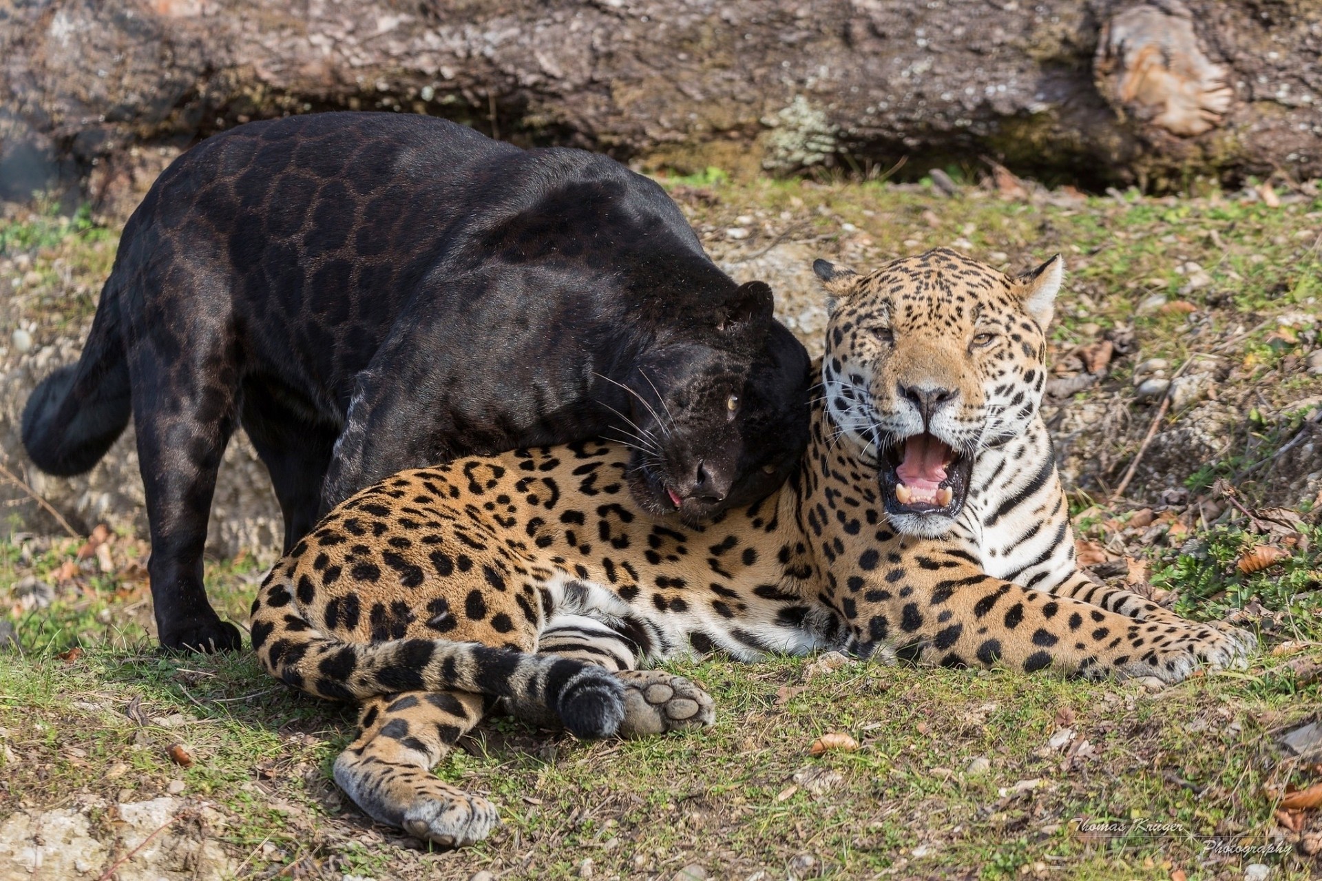 wildkatzen panther raubtiere paar mund eckzähne jaguare schwarzer jaguar