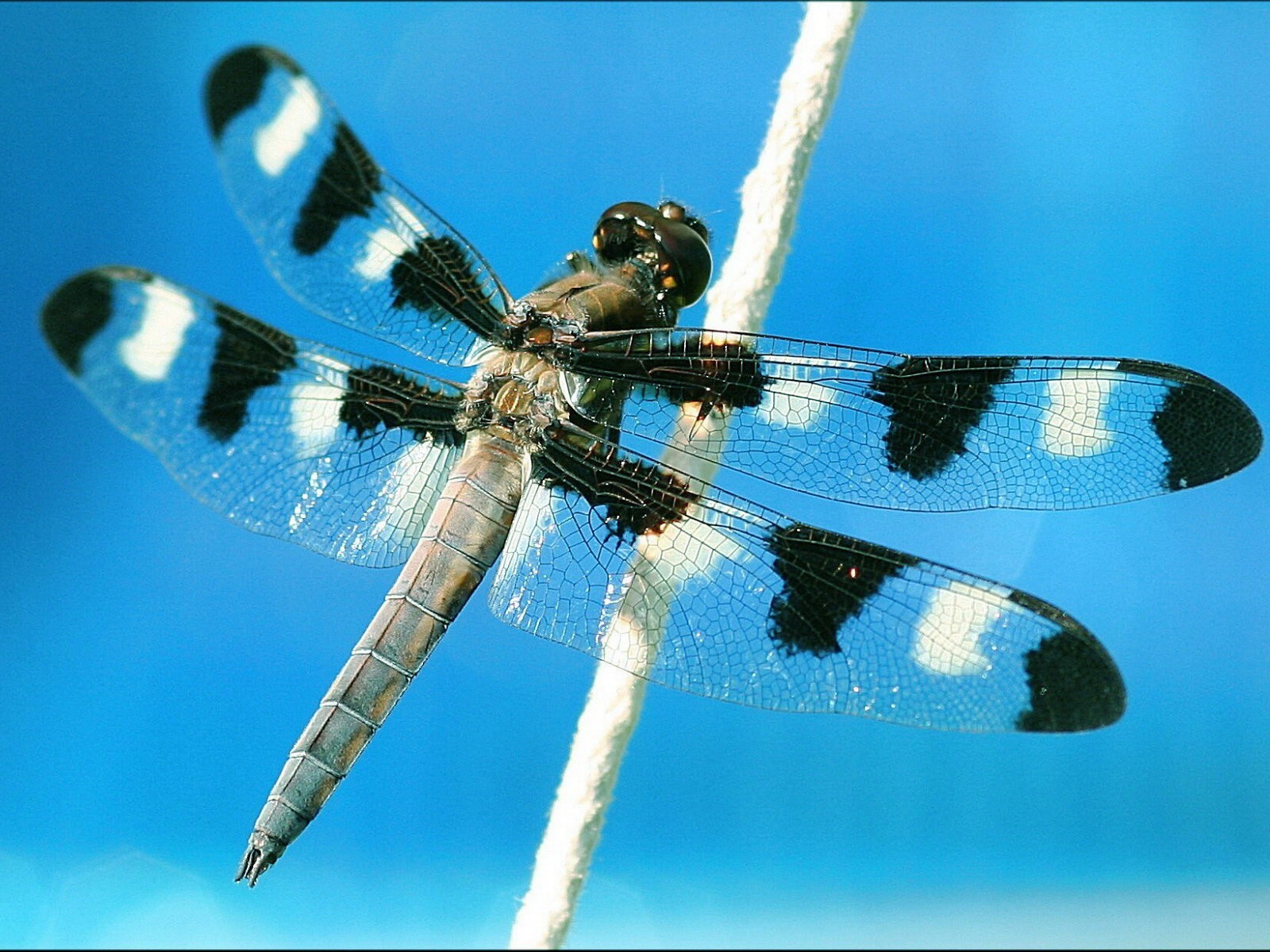 libellula macro cielo volo