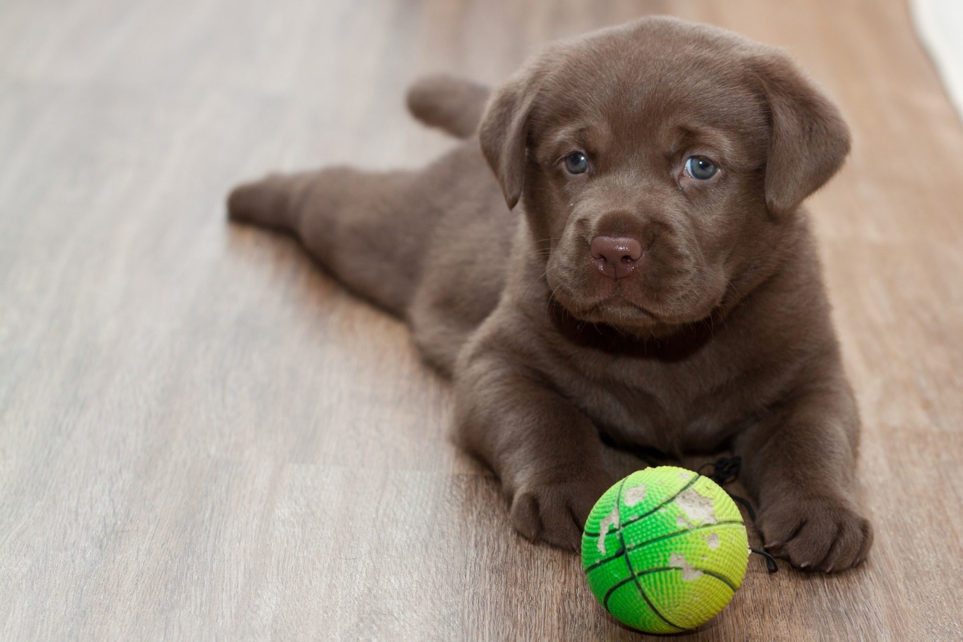 labrador przyjaciel piłka szczeniak gatunek