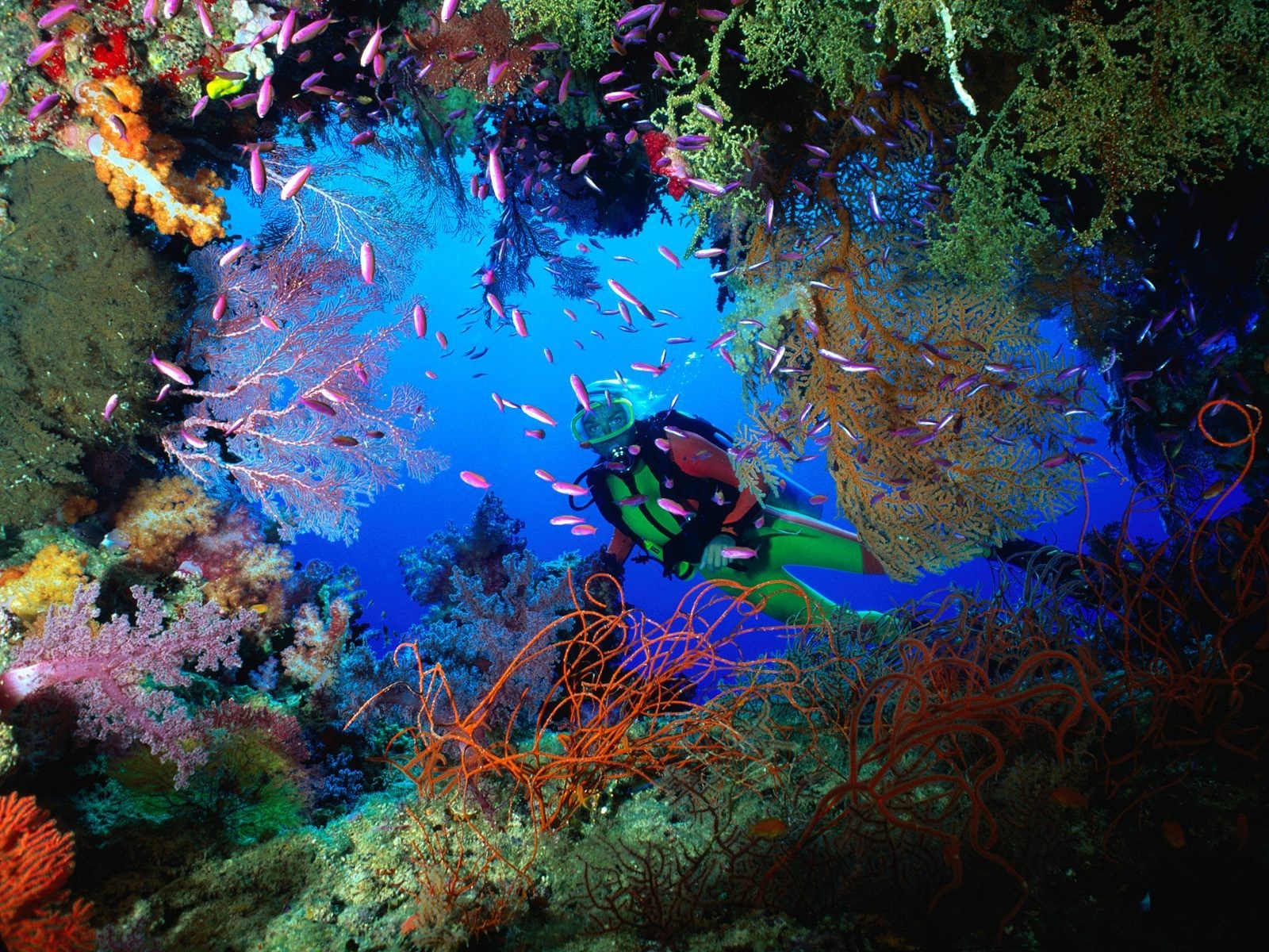 cave coral fiji