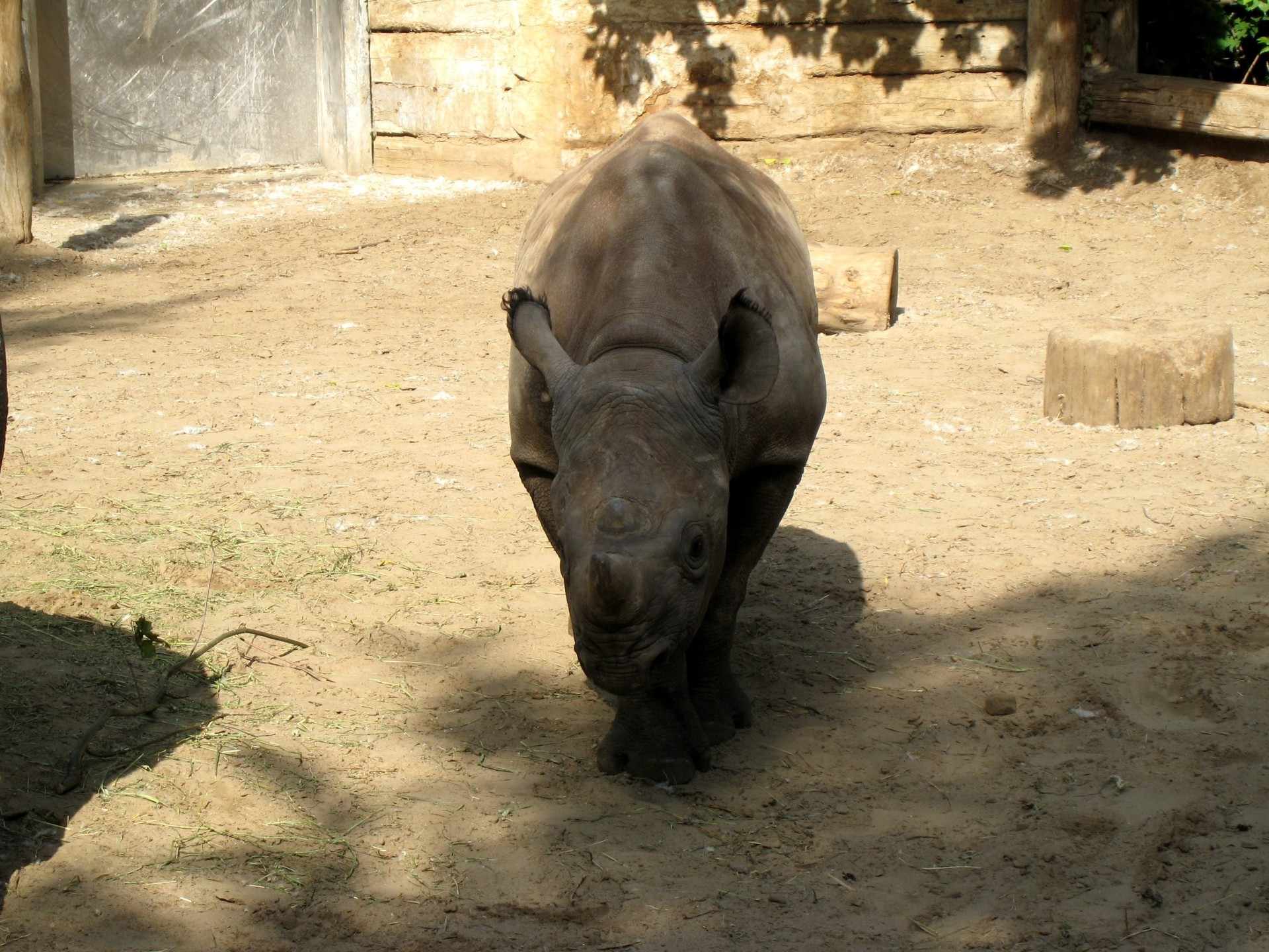 ombre rhinocéros réserve naturelle