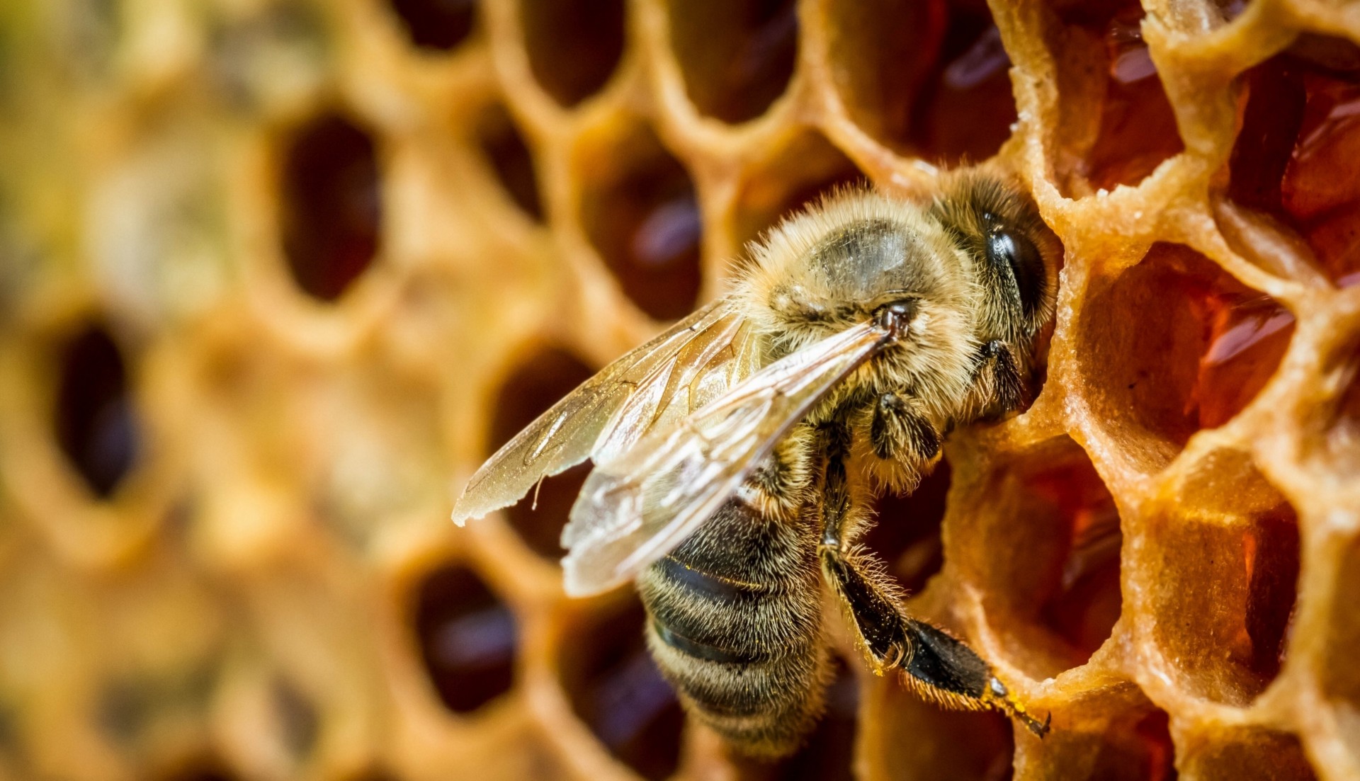 gros plan miel abeille cage