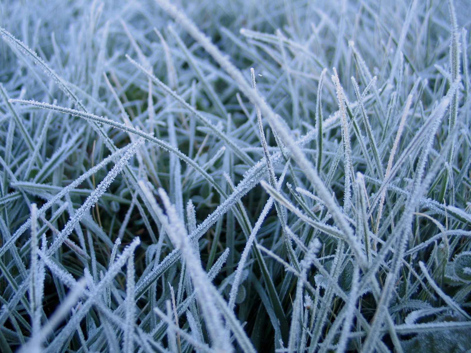 gras makro winter