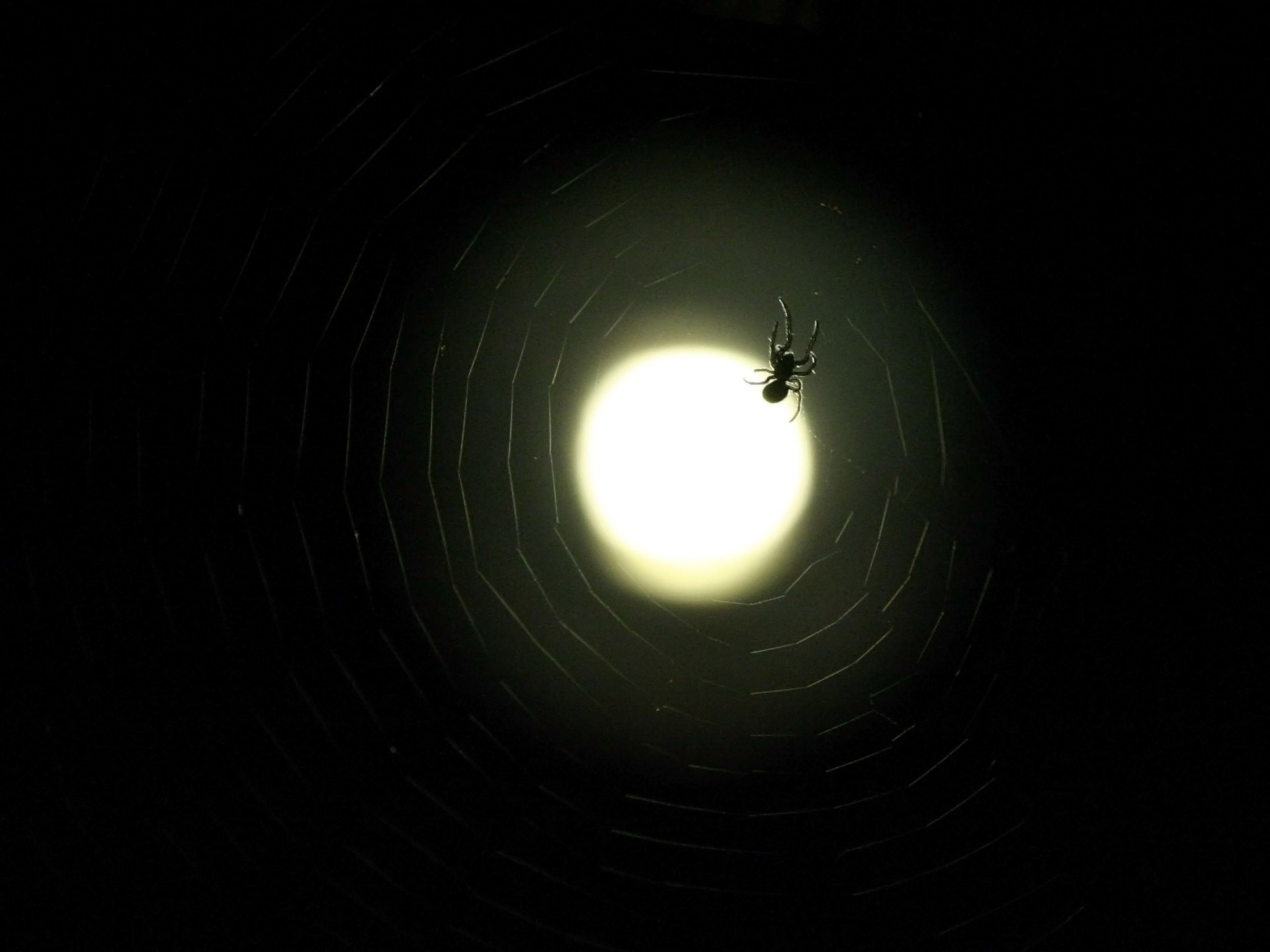 moon web spider